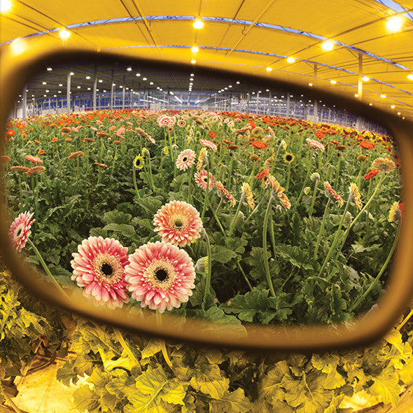 Method Seven Coup HPS Premium Translucent Green Grow Room Glasses